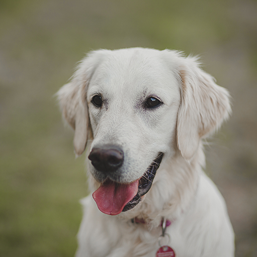 Hunde-Fotoshooting-Dinkelsbuehl Kopfportrait von einer Golden Retriever Hündin