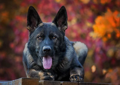 Herbstliches Hundefoto eines majestätischen Schäferhunds im Laub